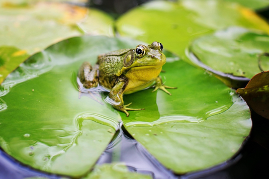 What Do Pond Frogs Eat