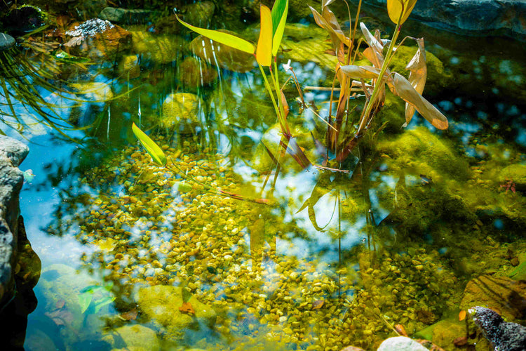 How to Make a Pond Hold Water Naturally