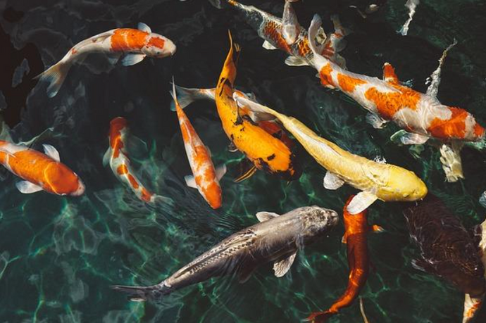 Can Koi and Goldfish Live Together?