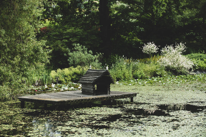 What Is a Pond Fish Shelter?