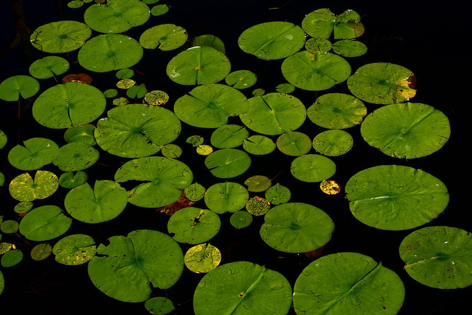 Pros and Cons of water lillies Pads in your Pond