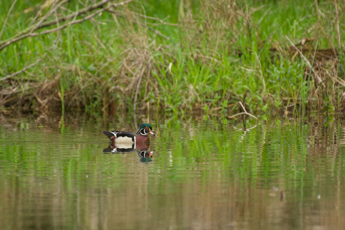 How To Keep a Duck Pond Clean