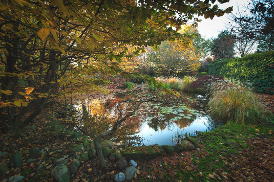 Why Keep Crayfish in a Backyard Pond