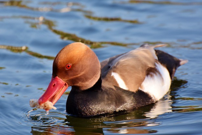 What to Feed Ducks at a Pond