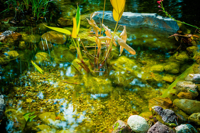 How to Stock a Pond